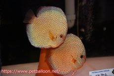 画像1: 【ディスカス】【通販】スーパーレッドキングバイパー（ハイフォーム）【個体ペア販売】17cm（生体）マレーシア　NAディスカスファーム (1)