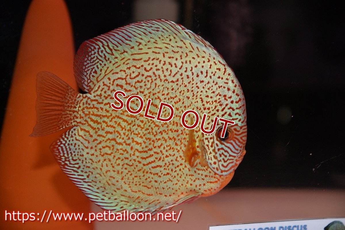 画像2: 【ディスカス】【通販】スーパーレッドキングバイパー（ハイフォーム）【個体ペア販売】17cm（生体）マレーシア　NAディスカスファーム (2)