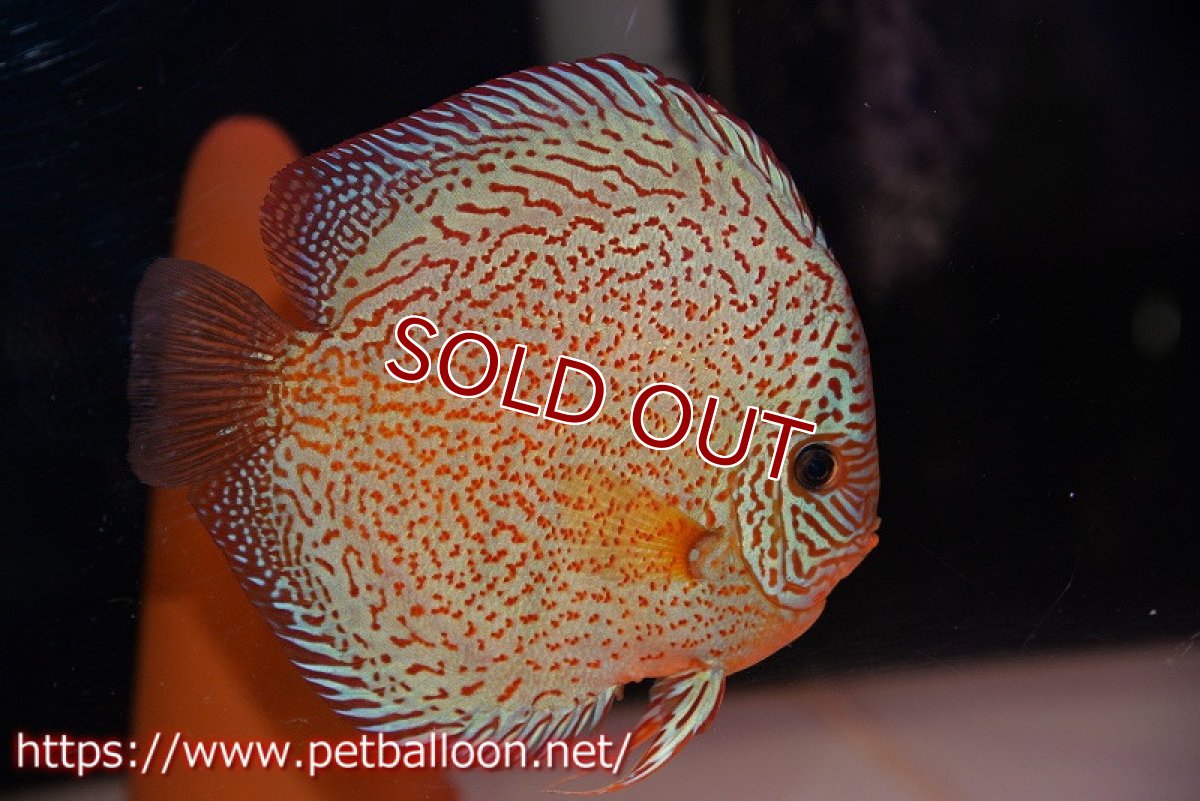 画像5: 【ディスカス】【通販】スーパーレッドキングバイパー（ハイフォーム）【個体ペア販売】17cm（生体）マレーシア　NAディスカスファーム (5)