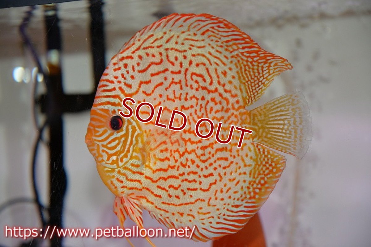 画像2: 【ディスカス】【通販】【産卵孵化経験あり】スーパーブルーレオパード（ラインパターン＆ソリッドパターン）【個体ペア販売】16-17cm（生体）マレーシア　NAディスカスファーム (2)