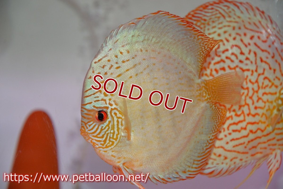 画像5: 【ディスカス】【通販】【産卵孵化経験あり】スーパーブルーレオパード（ラインパターン＆ソリッドパターン）【個体ペア販売】16-17cm（生体）マレーシア　NAディスカスファーム (5)