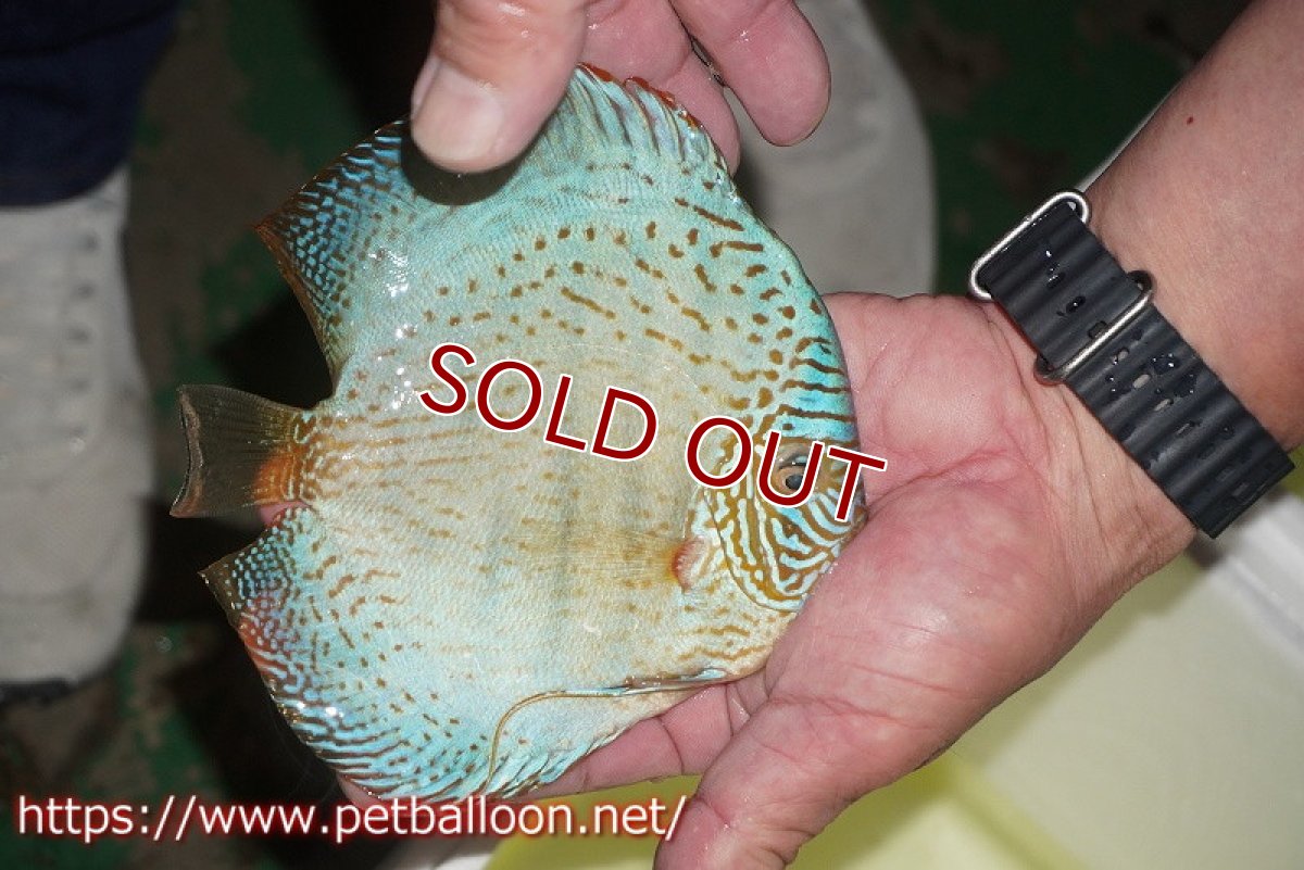 画像7: 【ディスカス】【通販】【産卵孵化経験あり】スーパーブルーレオパード（ラインパターン＆ソリッドパターン）【個体ペア販売】16-17cm（生体）マレーシア　NAディスカスファーム (7)