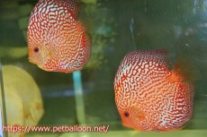 画像1: 【10％OFF対象個体】【ディスカス】【通販】ダイヤモンドルビー【個体ペア販売】15cm（生体） (1)