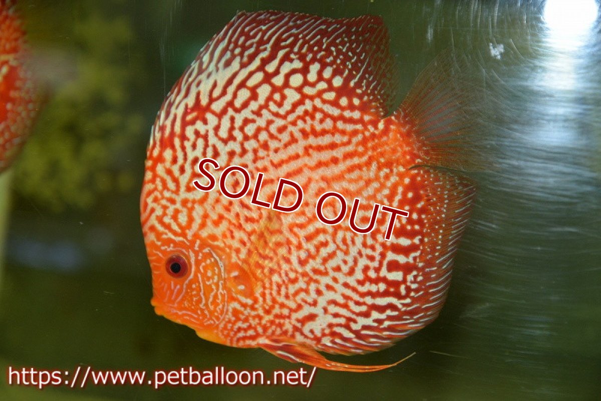 画像2: 【ディスカス】【通販】ダイヤモンドルビー【個体ペア販売】15cm（生体） (2)