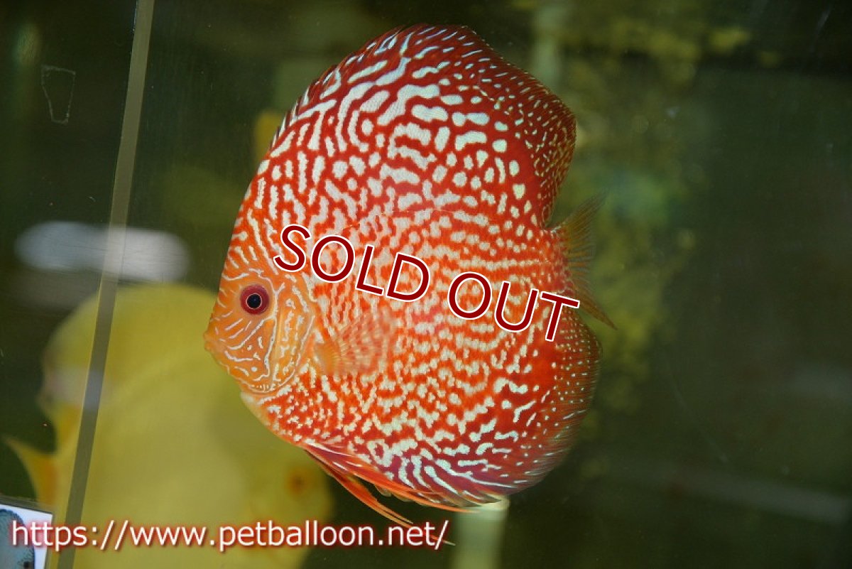 画像3: 【ディスカス】【通販】ダイヤモンドルビー【個体ペア販売】15cm（生体） (3)