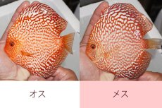 画像4: 【10％OFF対象個体】【ディスカス】【通販】ダイヤモンドルビー【個体ペア販売】15cm（生体） (4)