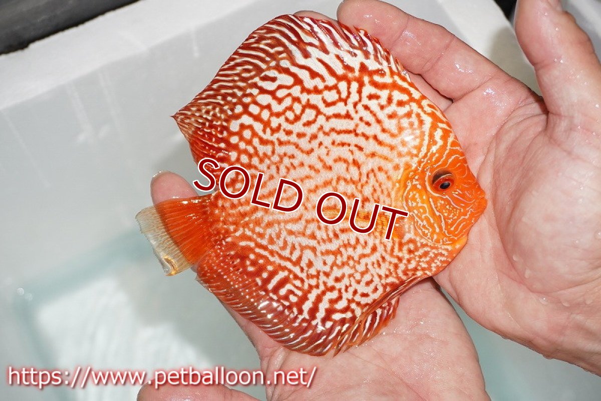 画像5: 【ディスカス】【通販】ダイヤモンドルビー【個体ペア販売】15cm（生体） (5)