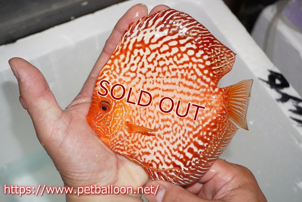 画像6: 【ディスカス】【通販】ダイヤモンドルビー【個体ペア販売】15cm（生体） (6)