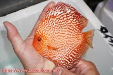 画像6: 【10％OFF対象個体】【ディスカス】【通販】ダイヤモンドルビー【個体ペア販売】15cm（生体） (6)