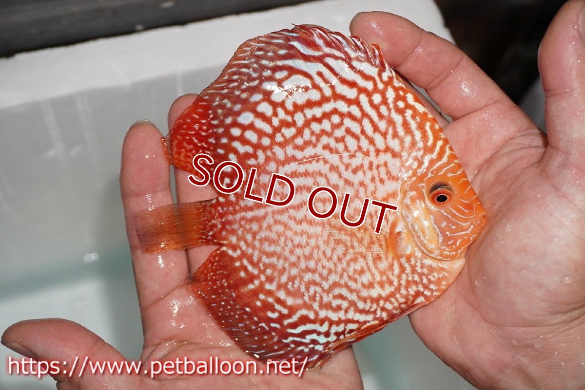 画像7: 【ディスカス】【通販】ダイヤモンドルビー【個体ペア販売】15cm（生体） (7)