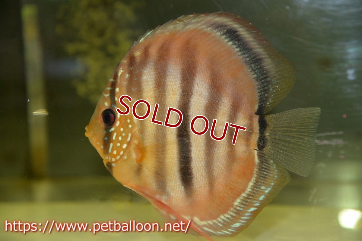 画像2: 【ディスカス】【通販】イサレッド【個体ペア販売】15-16cm（生体） (2)