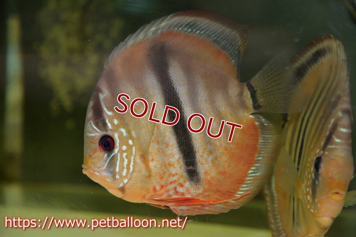 画像3: 【ディスカス】【通販】イサレッド【個体ペア販売】15-16cm（生体） (3)