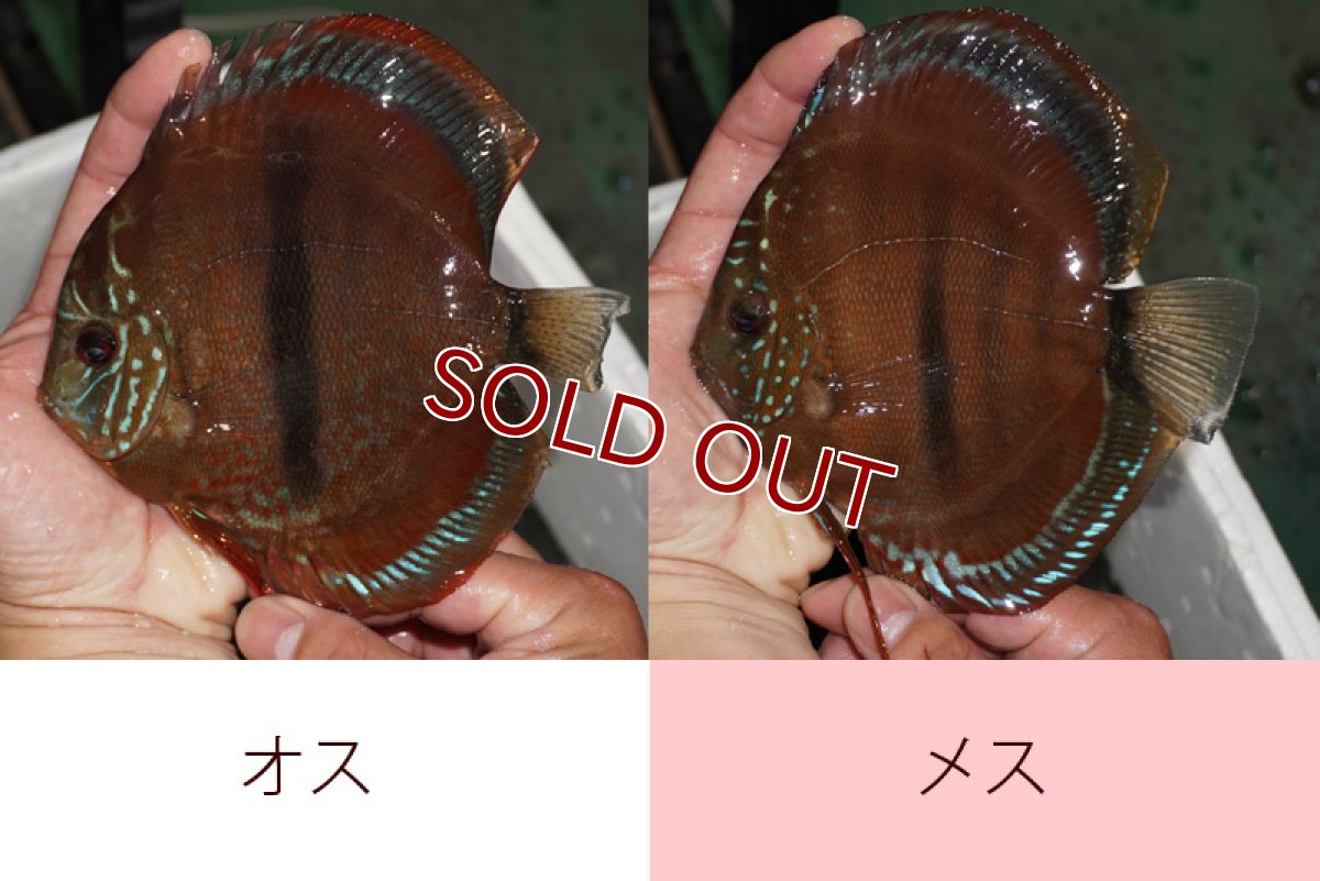 画像4: 【ディスカス】【通販】イサレッド【個体ペア販売】15-16cm（生体） (4)
