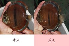 画像4: 【10％OFF対象個体】【ディスカス】【通販】イサレッド【個体ペア販売】15-16cm（生体） (4)