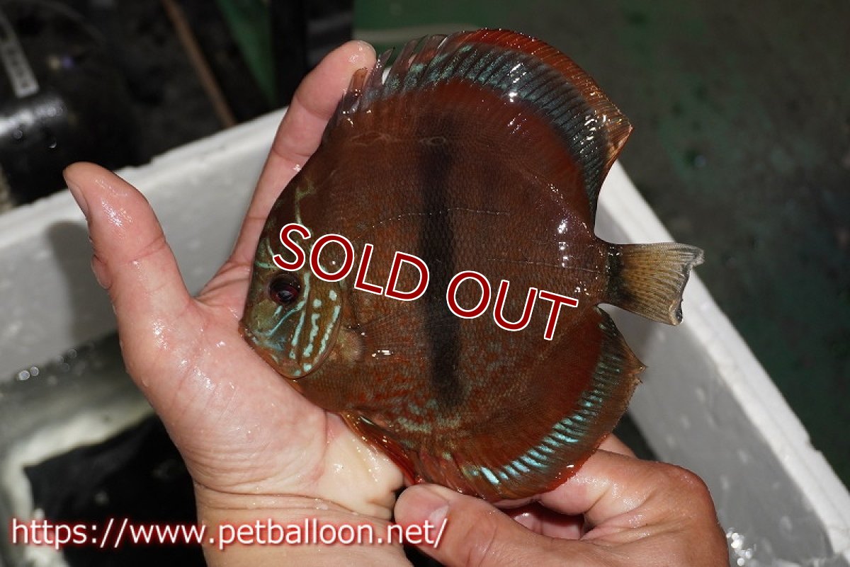 画像5: 【ディスカス】【通販】イサレッド【個体ペア販売】15-16cm（生体） (5)