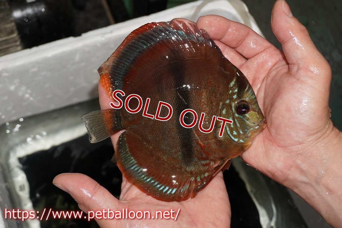 画像6: 【ディスカス】【通販】イサレッド【個体ペア販売】15-16cm（生体） (6)