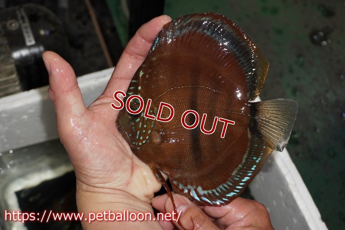 画像7: 【ディスカス】【通販】イサレッド【個体ペア販売】15-16cm（生体） (7)