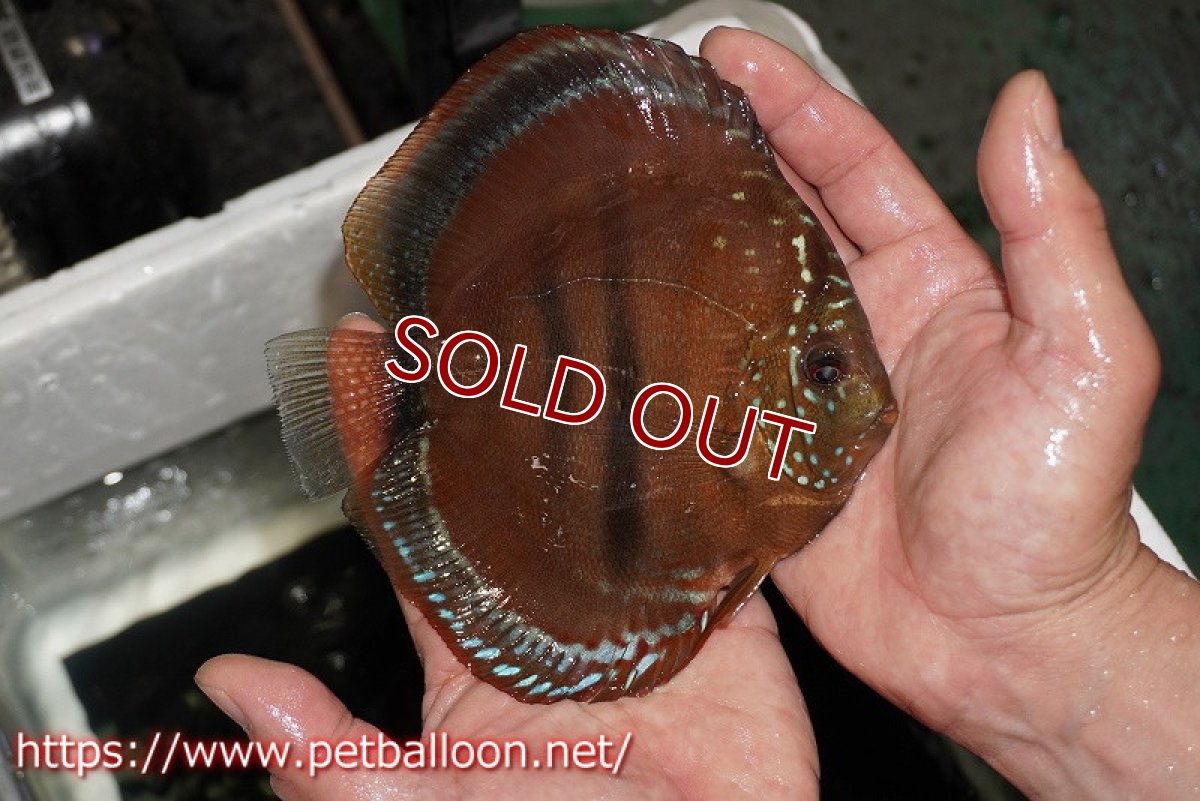 画像8: 【ディスカス】【通販】イサレッド【個体ペア販売】15-16cm（生体） (8)