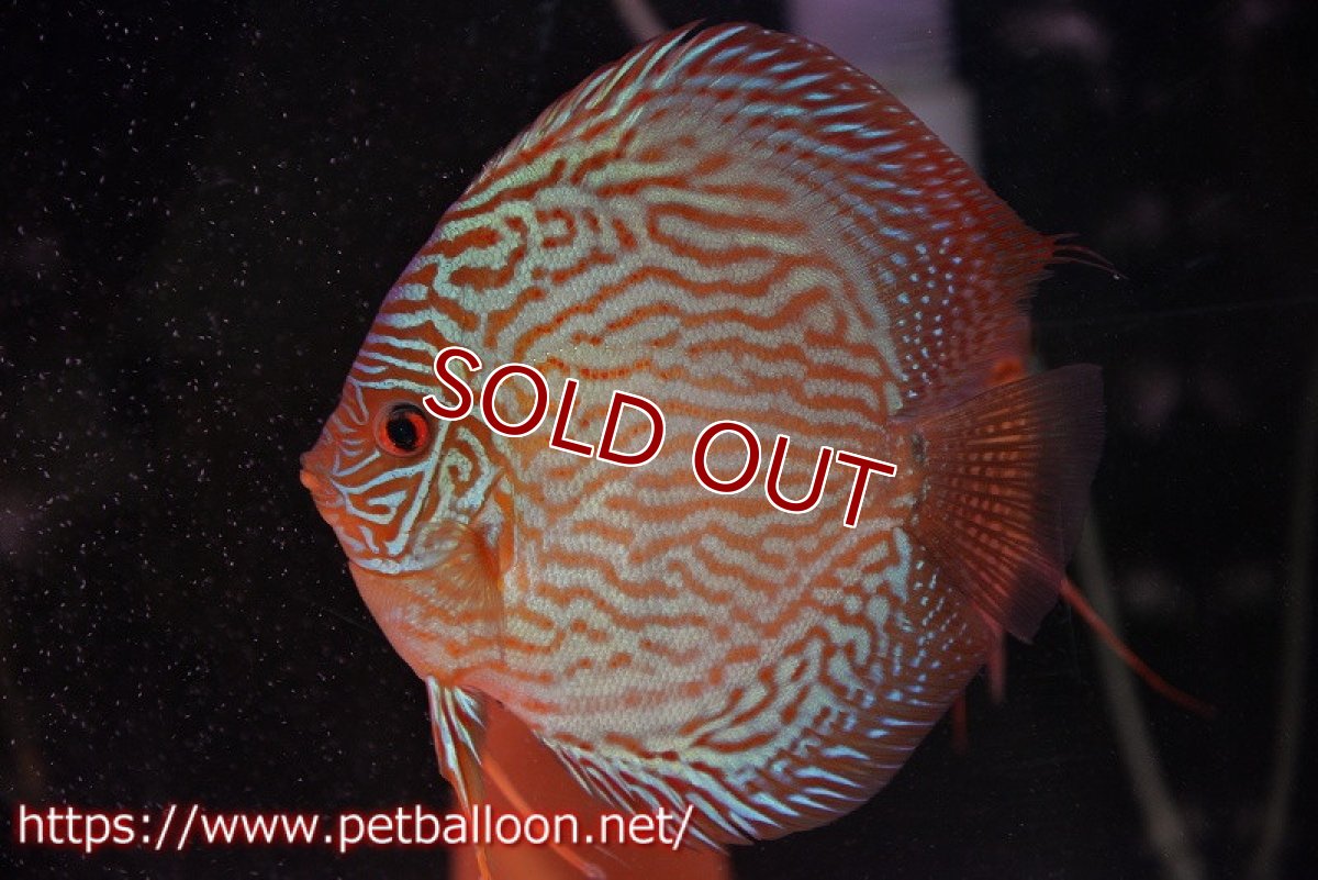 画像2: 【ディスカス】【通販】【産卵経験あり】アルタムスターライトレッドターコイズ ハイフォーム【個体ペア販売】14-15cm（生体）マレーシア　NAディスカスファーム (2)