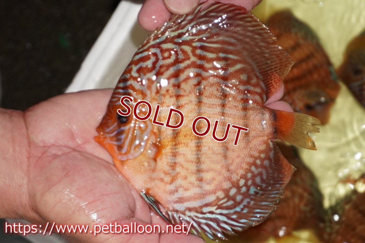 画像3: 【ディスカス】【通販】【産卵経験あり】アルタムスターライトレッドターコイズ ハイフォーム【個体ペア販売】14-15cm（生体）マレーシア　NAディスカスファーム (3)