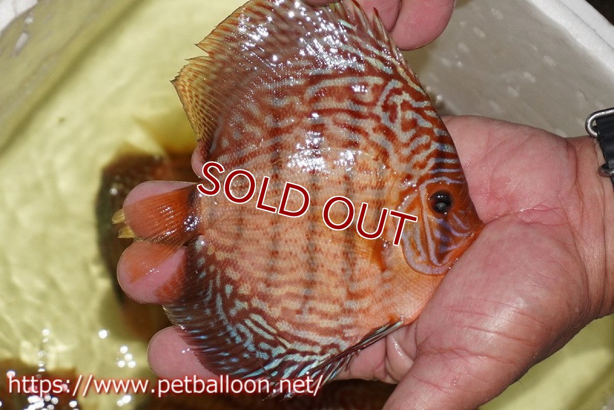 画像4: 【ディスカス】【通販】【産卵経験あり】アルタムスターライトレッドターコイズ ハイフォーム【個体ペア販売】14-15cm（生体）マレーシア　NAディスカスファーム (4)