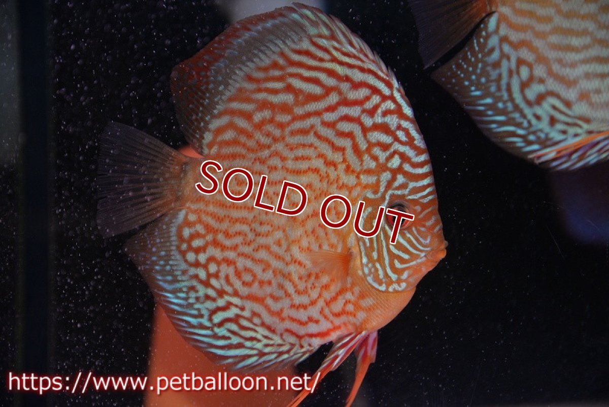 画像5: 【ディスカス】【通販】【産卵経験あり】アルタムスターライトレッドターコイズ ハイフォーム【個体ペア販売】14-15cm（生体）マレーシア　NAディスカスファーム (5)