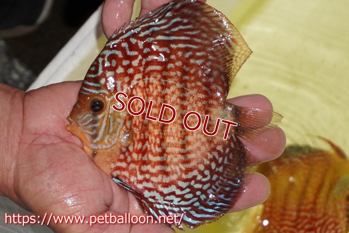 画像6: 【ディスカス】【通販】【産卵経験あり】アルタムスターライトレッドターコイズ ハイフォーム【個体ペア販売】14-15cm（生体）マレーシア　NAディスカスファーム (6)