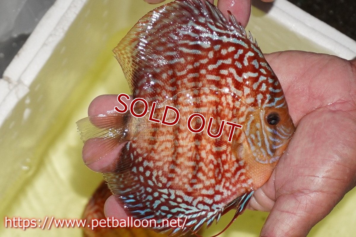 画像7: 【ディスカス】【通販】【産卵経験あり】アルタムスターライトレッドターコイズ ハイフォーム【個体ペア販売】14-15cm（生体）マレーシア　NAディスカスファーム (7)