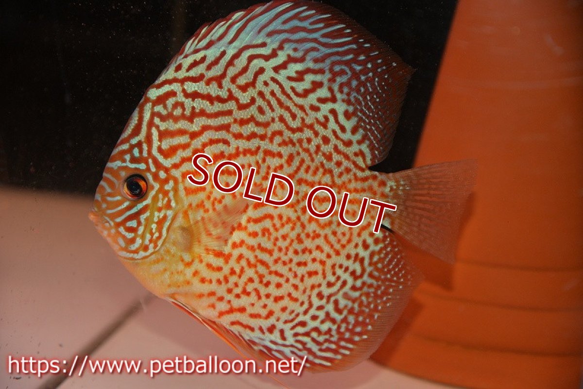 画像2: 【ディスカス】【通販】【産卵孵化経験あり】サクラレッドスポットグリーン　ハイフォーム【個体ペア販売】14-15cm（生体）マレーシア　KLディスカスファーム (2)