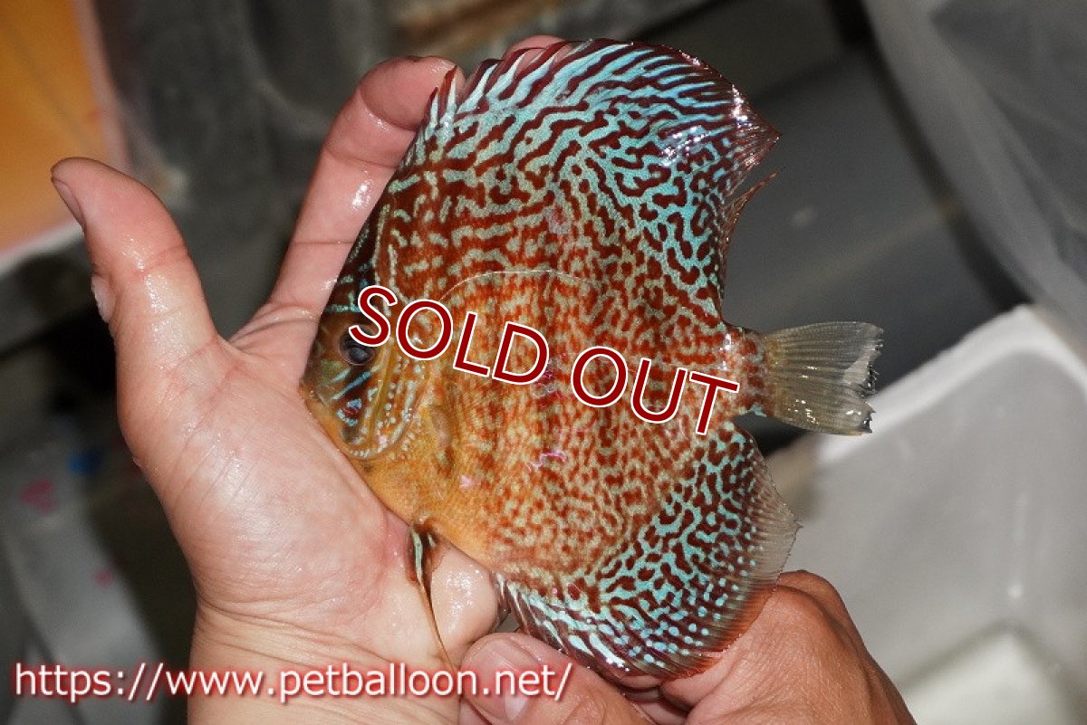 画像3: 【ディスカス】【通販】【産卵孵化経験あり】サクラレッドスポットグリーン　ハイフォーム【個体ペア販売】14-15cm（生体）マレーシア　KLディスカスファーム (3)
