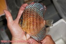 画像3: 【ディスカス】【通販】【産卵孵化経験あり】サクラレッドスポットグリーン　ハイフォーム【個体ペア販売】14-15cm（生体）マレーシア　KLディスカスファーム (3)