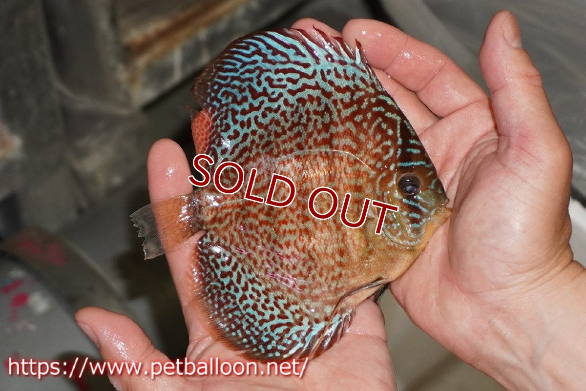画像4: 【ディスカス】【通販】【産卵孵化経験あり】サクラレッドスポットグリーン　ハイフォーム【個体ペア販売】14-15cm（生体）マレーシア　KLディスカスファーム (4)