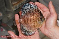 画像4: 【ディスカス】【通販】【産卵孵化経験あり】サクラレッドスポットグリーン　ハイフォーム【個体ペア販売】14-15cm（生体）マレーシア　KLディスカスファーム (4)