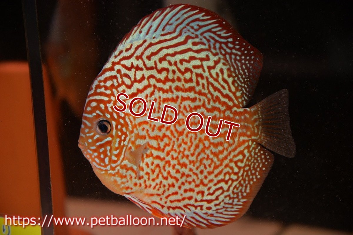 画像5: 【ディスカス】【通販】【産卵孵化経験あり】サクラレッドスポットグリーン　ハイフォーム【個体ペア販売】14-15cm（生体）マレーシア　KLディスカスファーム (5)