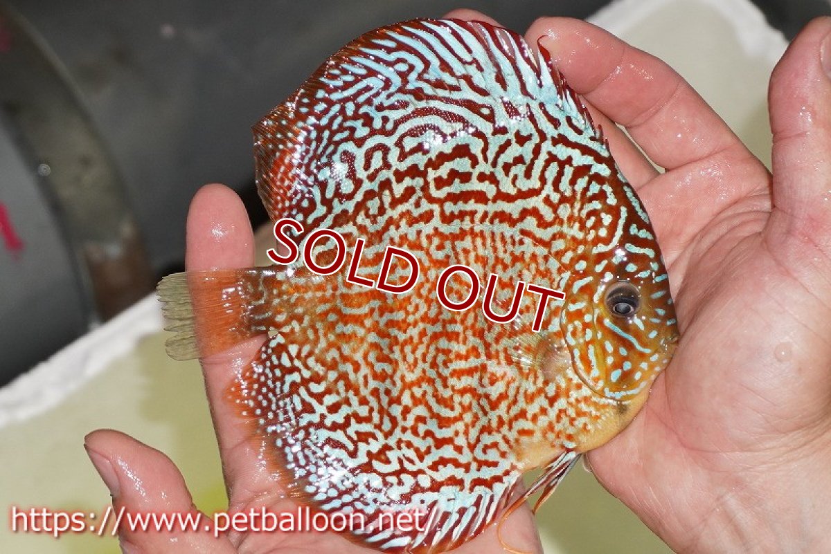 画像7: 【ディスカス】【通販】【産卵孵化経験あり】サクラレッドスポットグリーン　ハイフォーム【個体ペア販売】14-15cm（生体）マレーシア　KLディスカスファーム (7)