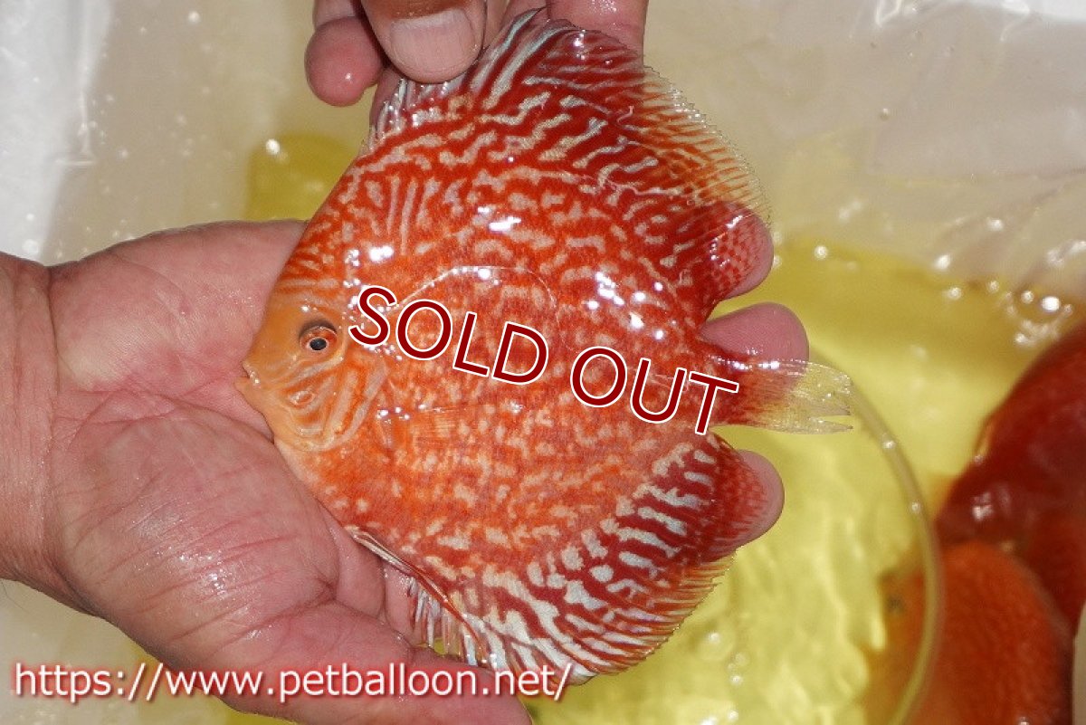画像2: 【ディスカス】【通販】スーパーレッドアンドホワイトチェッカーボード（ハイフォーム）【個体販売】12-13cm（生体）マレーシア　NAディスカスファーム (2)