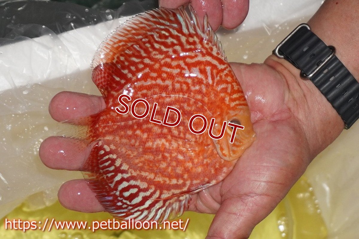 画像3: 【ディスカス】【通販】スーパーレッドアンドホワイトチェッカーボード（ハイフォーム）【個体販売】12-13cm（生体）マレーシア　NAディスカスファーム (3)