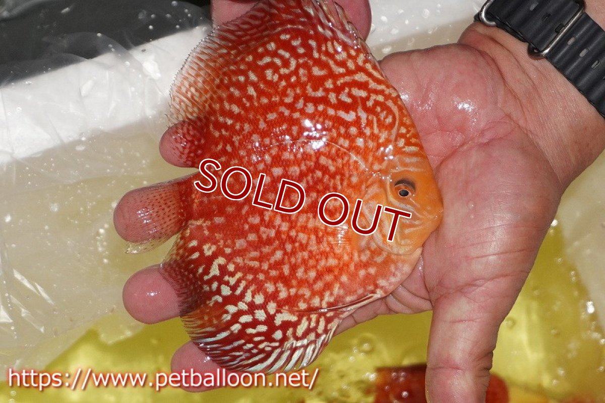 画像4: 【ディスカス】【通販】スーパーレッドアンドホワイトチェッカーボード（ハイフォーム）【個体販売】12-13cm（生体）マレーシア　NAディスカスファーム (4)