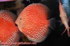 画像1: 【ディスカス】【通販】スーパーレッドアンドホワイトチェッカーボード（ハイフォーム）【個体販売】12-13cm（生体）マレーシア　NAディスカスファーム (1)
