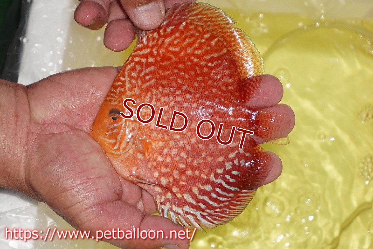 画像2: 【ディスカス】【通販】スーパーレッドアンドホワイトチェッカーボード（ハイフォーム）【個体販売】12-13cm（生体）マレーシア　NAディスカスファーム (2)