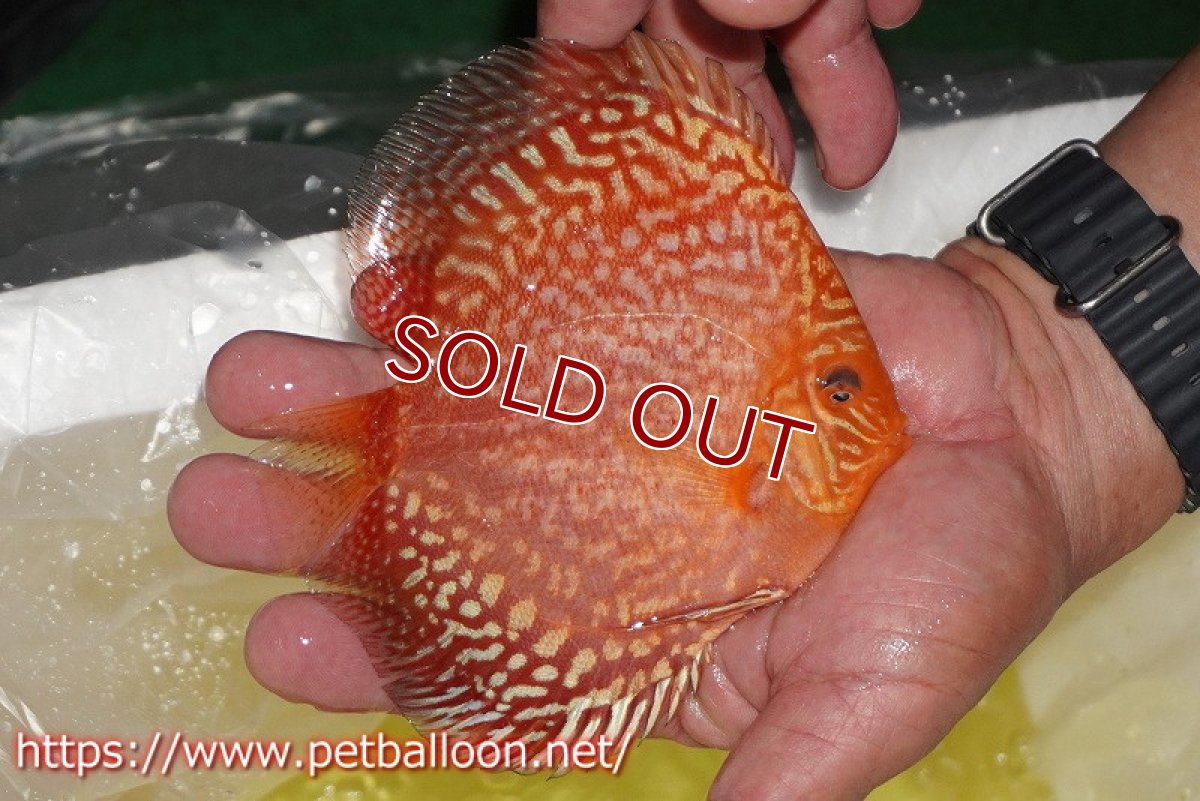 画像4: 【ディスカス】【通販】スーパーレッドアンドホワイトチェッカーボード（ハイフォーム）【個体販売】12-13cm（生体）マレーシア　NAディスカスファーム (4)