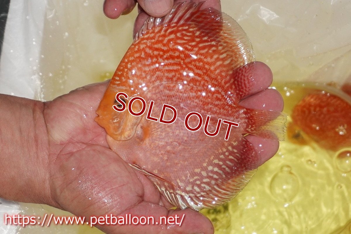 画像2: 【ディスカス】【ディスカス】【通販】スーパーレッドアンドホワイトチェッカーボード（ハイフォーム）【個体販売】12-13cm（生体）マレーシア　NAディスカスファーム (2)