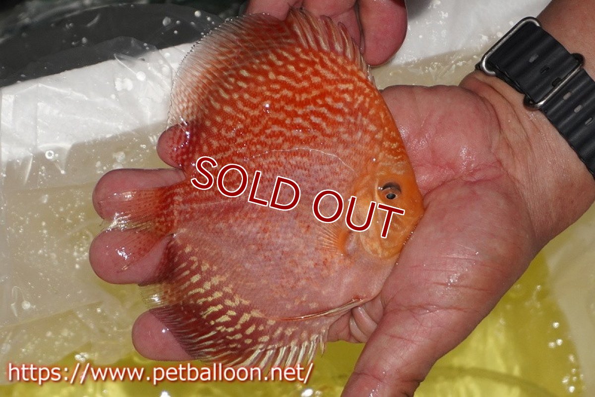 画像3: 【ディスカス】【ディスカス】【通販】スーパーレッドアンドホワイトチェッカーボード（ハイフォーム）【個体販売】12-13cm（生体）マレーシア　NAディスカスファーム (3)