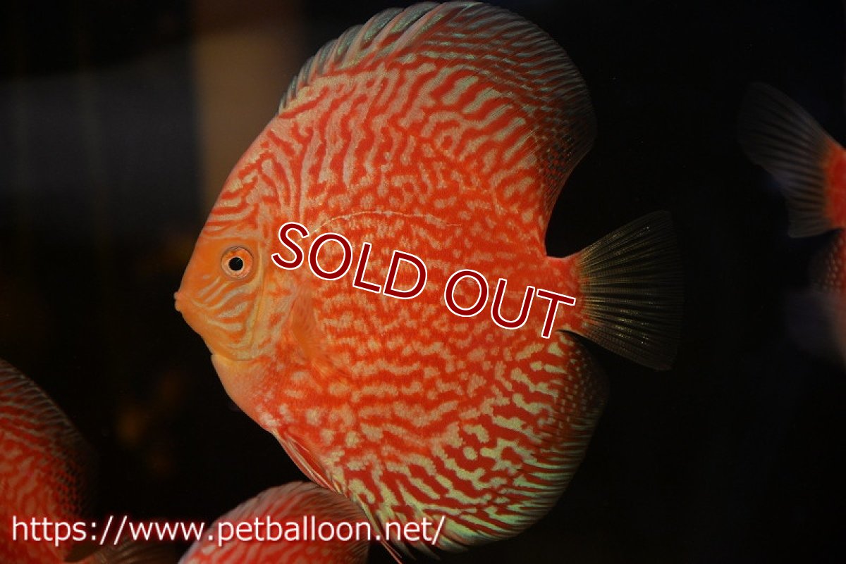 画像2: 【ディスカス】【通販】スーパーレッドアンドホワイトチェッカーボード（ハイフォーム）【個体販売】12-13cm（生体）マレーシア　NAディスカスファーム (2)