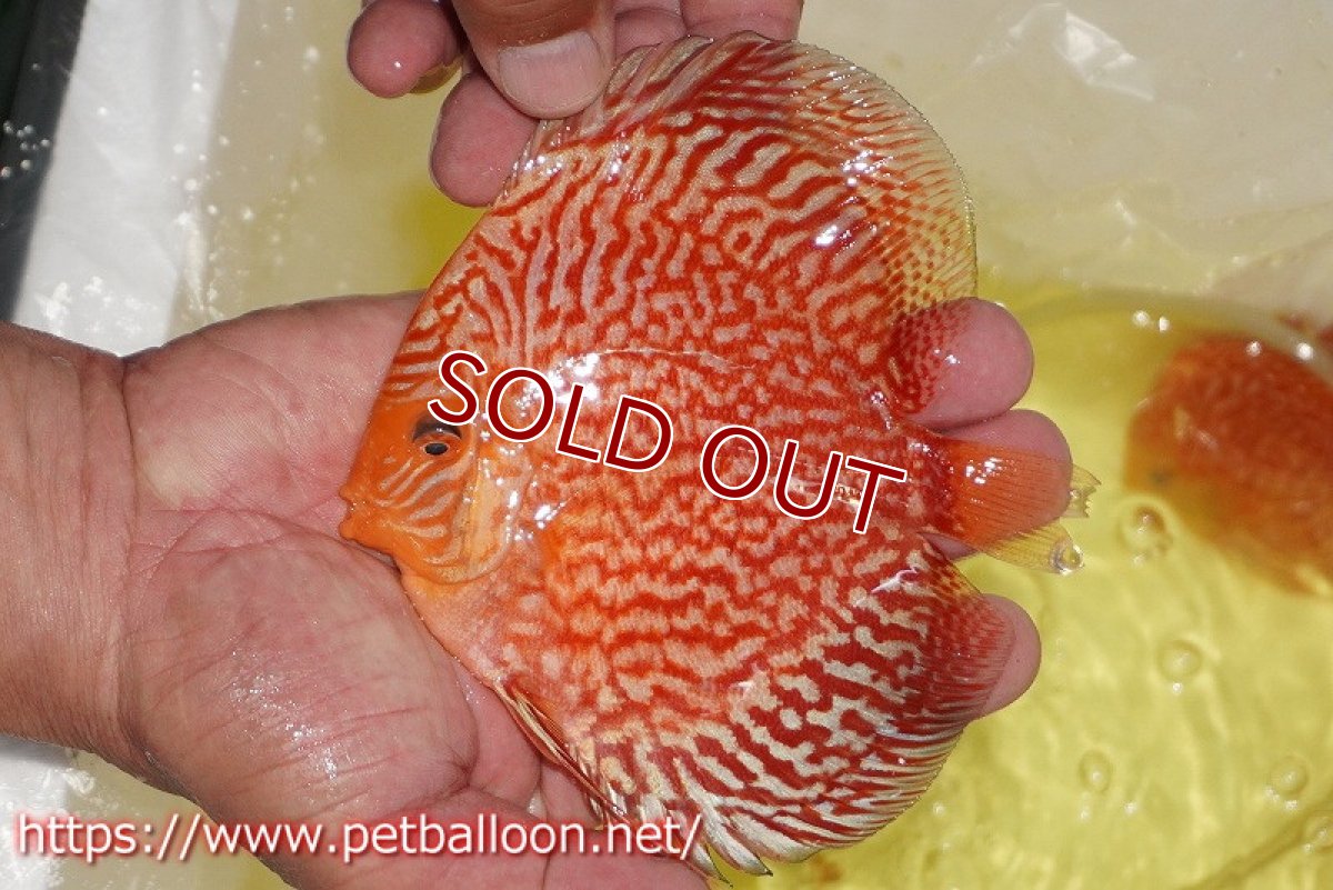 画像3: 【ディスカス】【通販】スーパーレッドアンドホワイトチェッカーボード（ハイフォーム）【個体販売】12-13cm（生体）マレーシア　NAディスカスファーム (3)