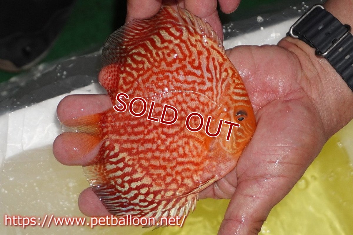 画像4: 【ディスカス】【通販】スーパーレッドアンドホワイトチェッカーボード（ハイフォーム）【個体販売】12-13cm（生体）マレーシア　NAディスカスファーム (4)