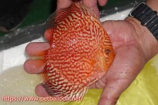 画像4: 【ディスカス】【通販】スーパーレッドアンドホワイトチェッカーボード（ハイフォーム）【個体販売】12-13cm（生体）マレーシア　NAディスカスファーム (4)