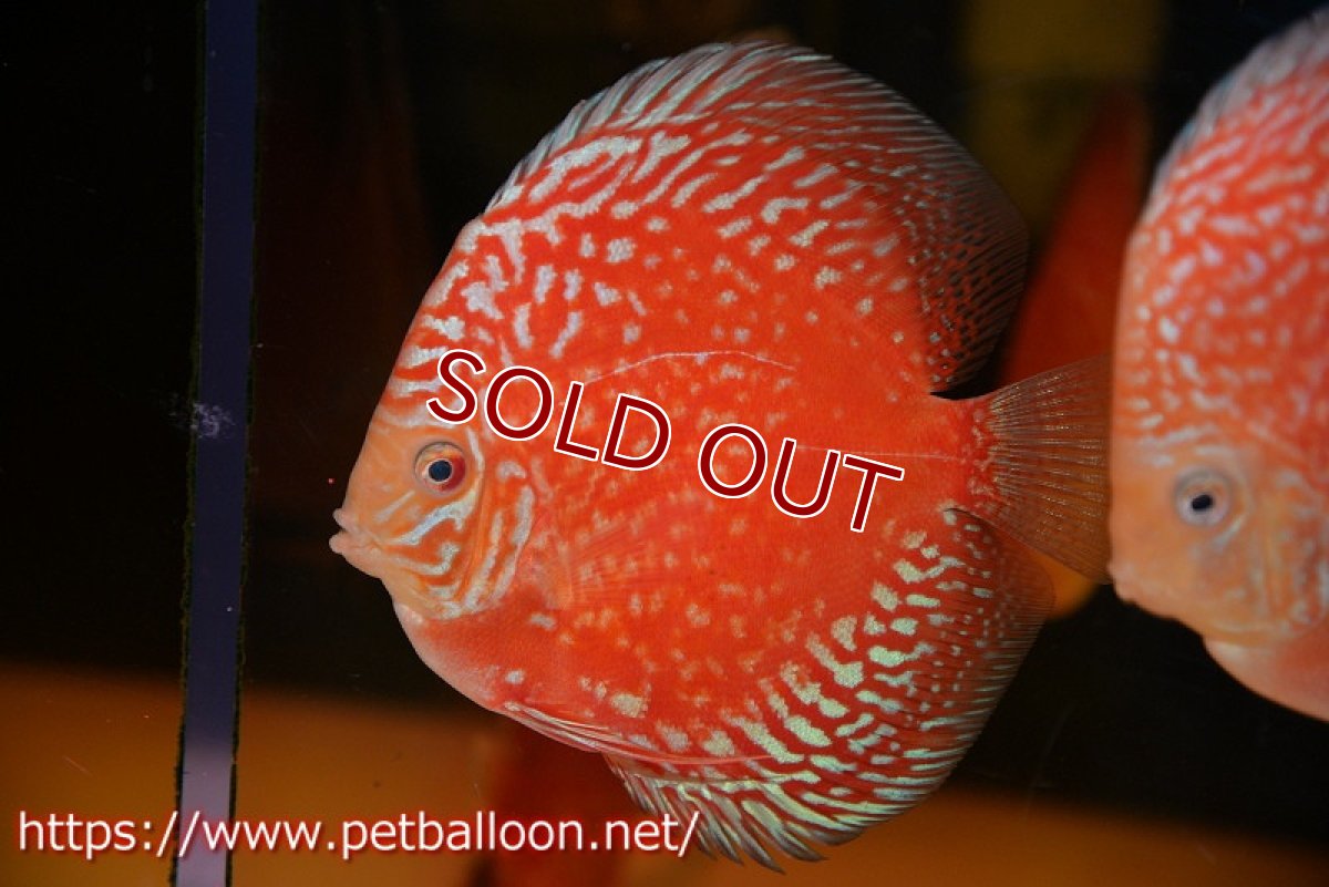 画像2: 【ディスカス】【通販】スーパーレッドアンドホワイトチェッカーボード（ハイフォーム）【個体販売】12-13cm（生体）マレーシア　NAディスカスファーム (2)