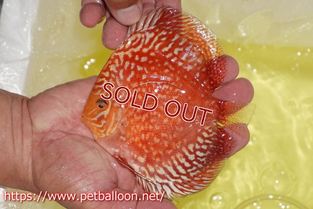 画像3: 【ディスカス】【通販】スーパーレッドアンドホワイトチェッカーボード（ハイフォーム）【個体販売】12-13cm（生体）マレーシア　NAディスカスファーム (3)