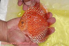画像3: 【10％OFF対象個体】【ディスカス】【通販】スーパーレッドアンドホワイトチェッカーボード（ハイフォーム）【個体販売】12-13cm（生体）マレーシア　NAディスカスファーム (3)